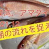 【2021年12月】相模湾アマダイ釣り！潮流を捉えて本命も捕らえよ！