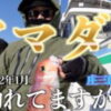 【アマダイ釣り】皆さん、釣れてますか？ぜんぜん釣れない寒い1月の釣りで、甘鯛を狙う！平塚 庄三郎丸