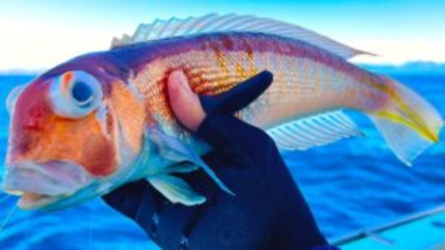 【高級魚アマダイ】前のめりでデカアマ釣りにいってみたらこうなった＠相模湾