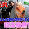 超高級魚甘鯛のかんたんな釣り方教えます