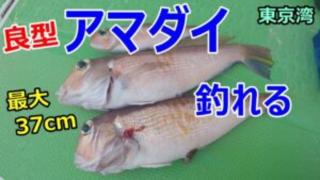 東京湾で今が旬のアマダイ釣り再チャレンジ！３匹ゲットできたので料理を堪能できました！