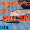 アマダイが面白いように釣れる　短ハリス釣法