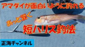 アマダイが面白いように釣れる　短ハリス釣法