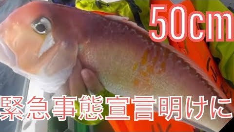 アマダイ釣りに行ってまさかの50cmオーバーが！